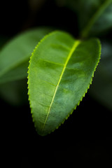 green tea leaf