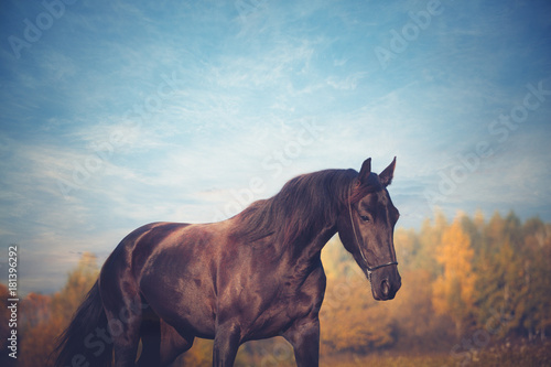 Portrait Of Black Horse On The Yellow Autumn And Blue Sky Background Buy This Stock Photo And Explore Similar Images At Adobe Stock Adobe Stock