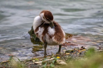 Poster - Egyptian Gosling