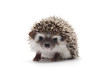 African Pygmy Hedgehog isolated on white background