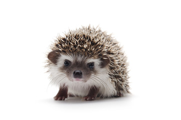 african pygmy hedgehog isolated on white background