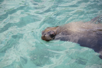 Seelöwe im Wasser