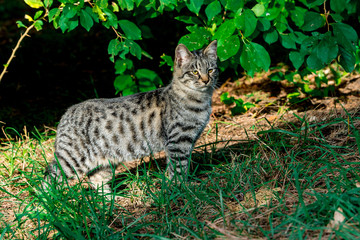 Sticker - Beautiful  cat.  cat  on a sunny day