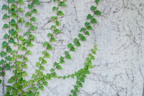 Green Fresh Climbing Plant On Rustic White Concrete Wall This Green Fresh Climbing Plant On Rustic White Concrete Wall