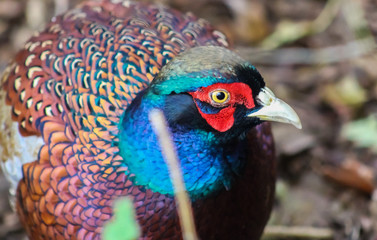 Sticker - pheasant