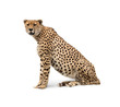 Cheetah Isolated on White