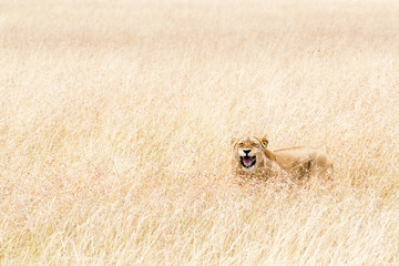 happy lioness hiding in tall grass of kenya