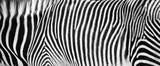 Fototapeta Zebra - Zebra Print Black and White Horizontal Crop