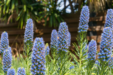 Wall Mural - Bees pollinating exotic blue flowers on flowerbed in the garden