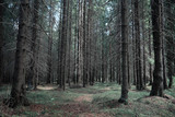 Fototapeta Las - Pine forest. Depths of a forest. Journey through forest paths. T