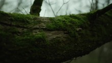 A Green Moss Covered Tree Is Shown As The Camera Pans And Reveals A Long Trunk
