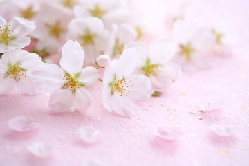 Fotomurales - 桜の花　ピンクの和紙背景