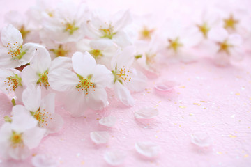 Fotomurales - 桜の花　ピンクの和紙背景