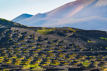 Wall Mural - Stunning landscape with volcanic vineyards. Lanzarote. Canary Islands. Spain