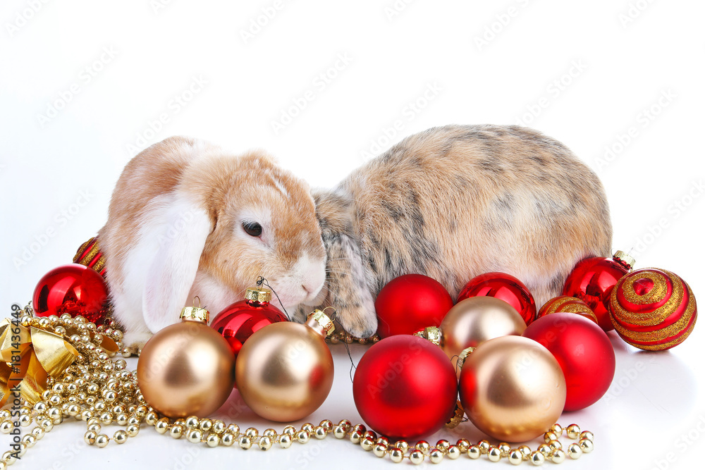 Nhd Rabbit Lop and rabbit together. Animal friends. Sibling rivalry rabbit bunny ...