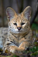 Wall Mural - Serval cat (Felis serval)