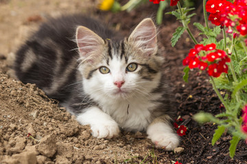 playful tabby kitten resting on soil in garden