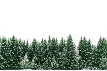 Spruce tree forest covered by fresh snow during Winter Christmas time. The winter scene is almost duotone due to the contrast between the frosty spruce trees, white snow foreground and white sky.