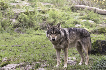  Eurasian wolf - Gray wolf (Canis lupus lupus) in the wild, Sainte-Croix, France