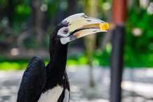 Big Black White Bird With Yellow Beak. Toucan, Ramphastidae