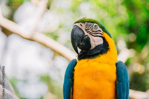Zdjęcie XXL Błękitny żółty ary papugi ptak. Ara Ararauna