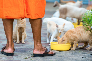 hungry cats during a meal and the feet of a good monk in the street of Thailand