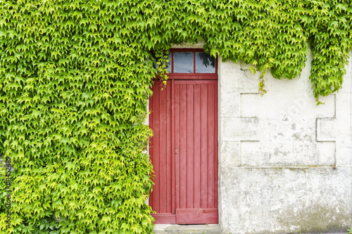 Cuadros en Lienzo Exterior decoration of Ivies or Hedera climbing on the wall in France