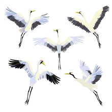 Vector Watercolor Set Of Illustrations Bird Crane. White Stork . Isolated Object