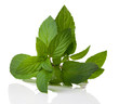 a bunch of fresh peppermint on a white background