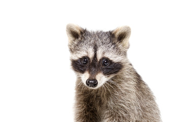 Wall Mural - portrait of a cute little raccoon isolated on white background