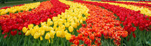 Rows Of Red, Orange And Yellow Tulip Flowers In Garden Keukenhof, Netherlands