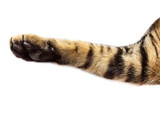 cat paw on white background
