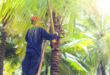 A Man Cutting Leaves Of Palm