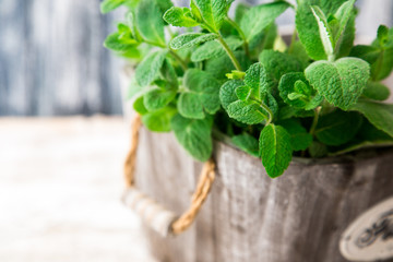 Wall Mural - Bunch of Fresh green organic mint leaf on wooden table closeup. Selective focus. Mint.