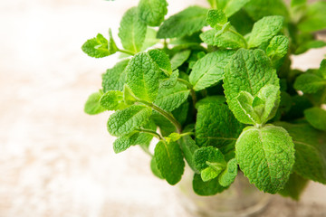 Wall Mural - Bunch of Fresh green organic mint leaf on wooden table closeup. Selective focus. Mint.