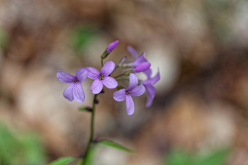 Wall Mural - Bulbiferous coralwort (Cardamine bulbífera)