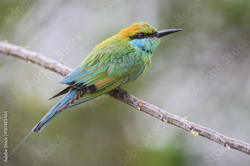 Plakat Mały Zielony Bee-eater - Merops orientalis, Sri Lanka