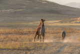 Fototapeta Zwierzęta - Wild Horses Fighting int he Utah Desert