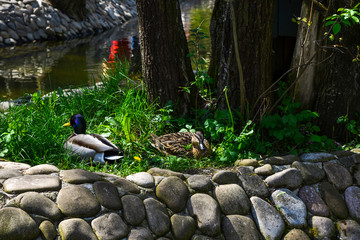 A pair of ducks sits on the canal in the park.