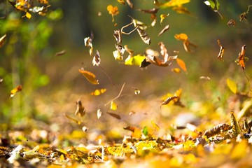 Canvas Print - Leaf.