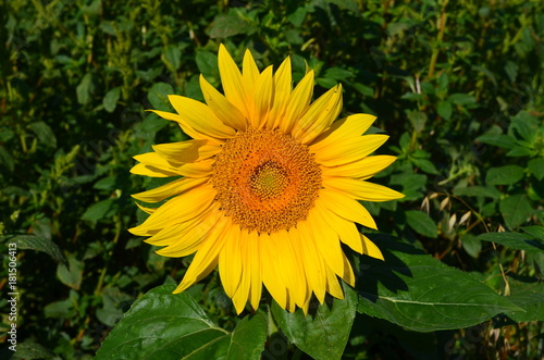 Zdjęcie XXL Kwiat słonecznika.