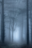 Fototapeta Las - Path through foggy woodland