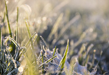 Grass In Droplets And Frost In The Sun And Glare