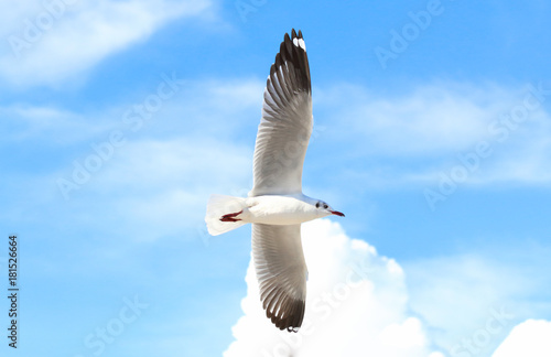 Zdjęcie XXL mewa latania na niebieskim niebie
