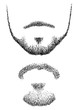 Beard illustration, drawing, engraving, ink, line art, vector