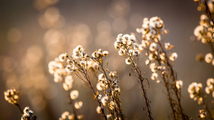 autumn flowers meadow