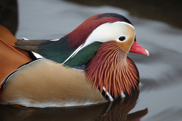 Poster - Mandarin Duck