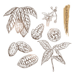 Wall Mural - Sketch of cocoa pod with seeds, branches and flower. Vector chocolate ingredient done in vintage style. Realistic cacao icons can use for logo, banner, flyer design or products advertesment.