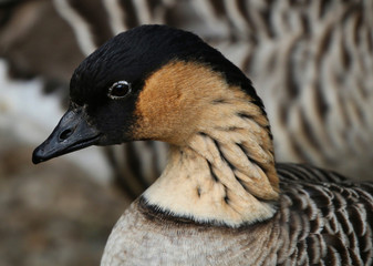 Poster - Barnacle Goose