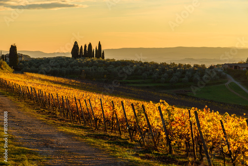 Cuadros en Lienzo Autumn vineyards in Tuscany, Chianti, Italy at sunset light
